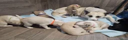 Huskita dogs for sale: Puppies for sale  - Advert 3