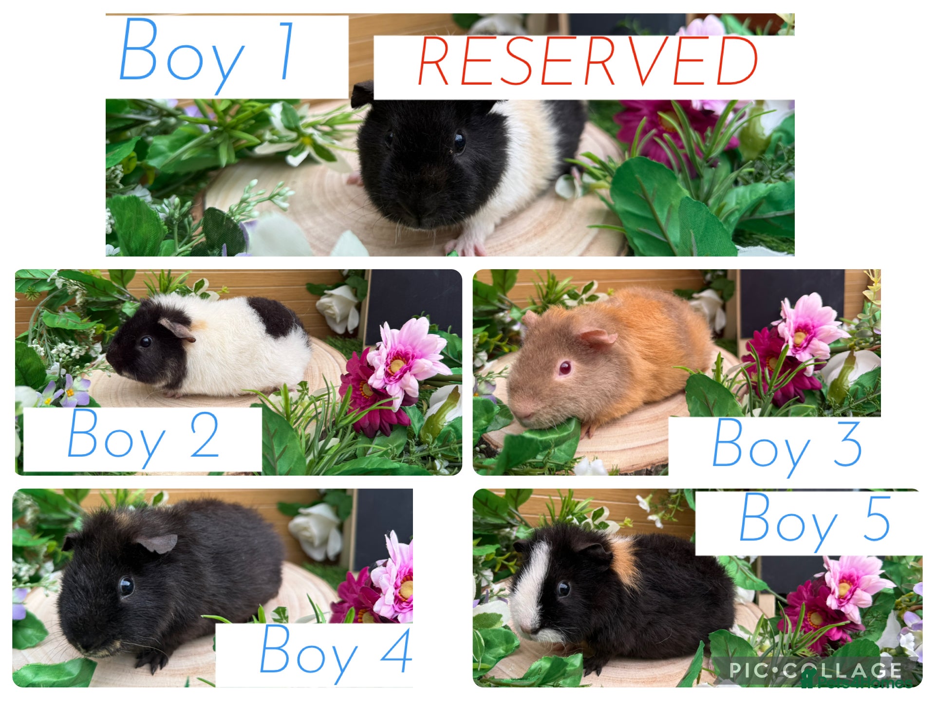 Guinea Pig rodents 4 baby male teddy guineapigs AVAILABLE  - Advert 1