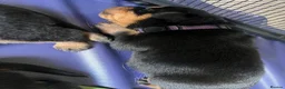 Rottweiler dogs for sale: Beautiful Rottweiler puppies in Derby - Advert 16