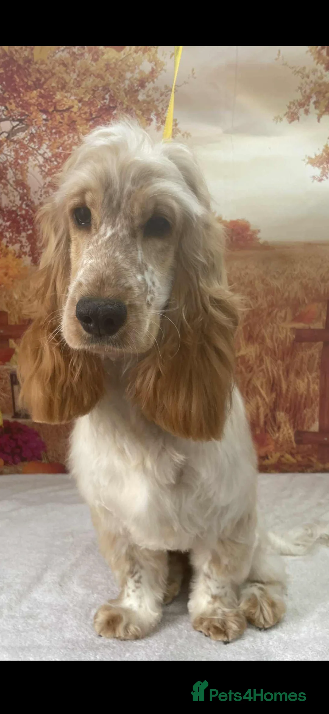 Cocker Spaniel dogs for sale: 1 year old bitch beautiful Show CovkerSpaniel  in South Ockendon - Advert 6