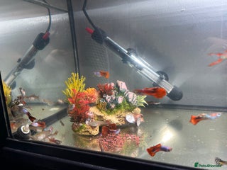 Live Bearers fish Mixed guppy’s - Advert 1