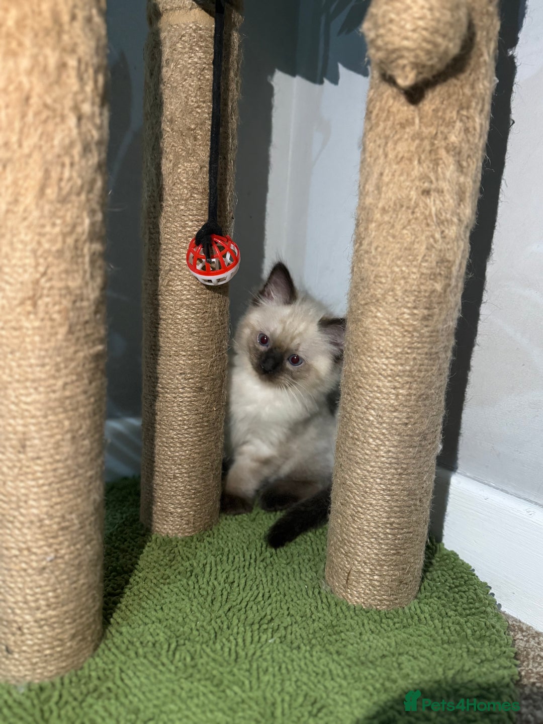 Ragdoll cats for sale: Ragdoll kitten  - Advert 1