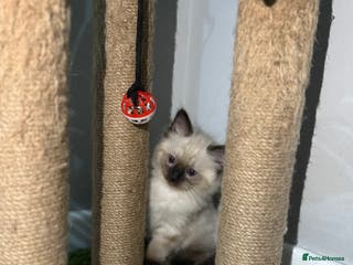 Ragdoll cats Ragdoll kitten - Advert 1