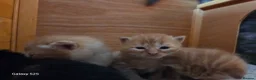Mixed Breed cats for sale: 3 ginger kittens - Advert 4