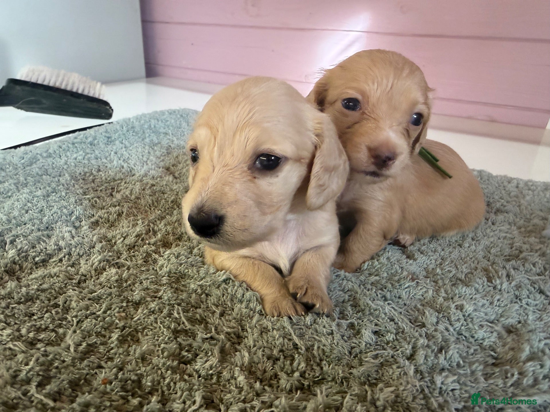 Miniature Dachshund dogs 👑CREAM MINIATURE LONGHAIR 👑 - Advert 2