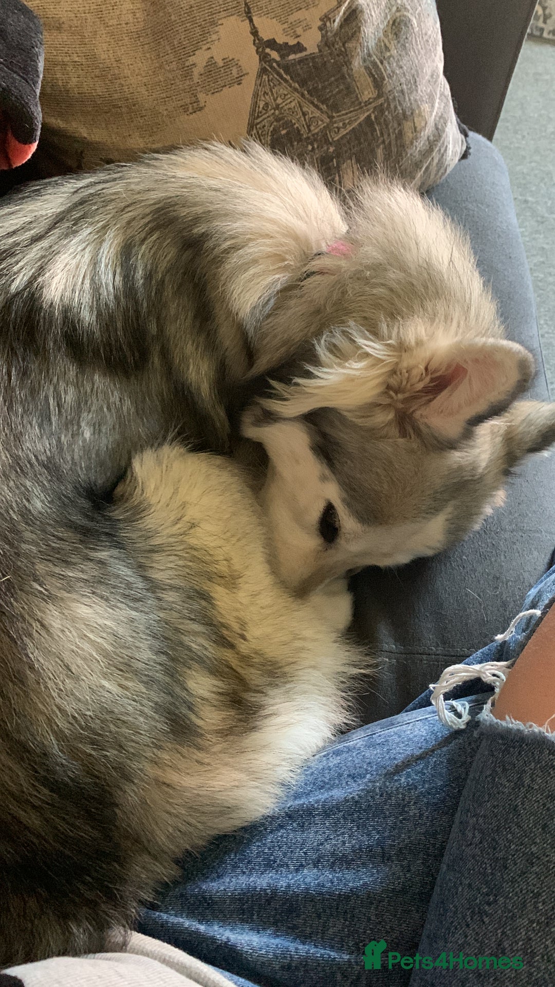 Siberian Husky dogs for sale: Beautiful Siberian husky girl in Bolton - Image 6