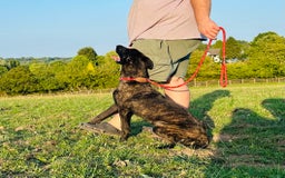 Belgian Shepherd Dog dogs for sale: Belgian Malinois / Dutch Herder  - Image 9