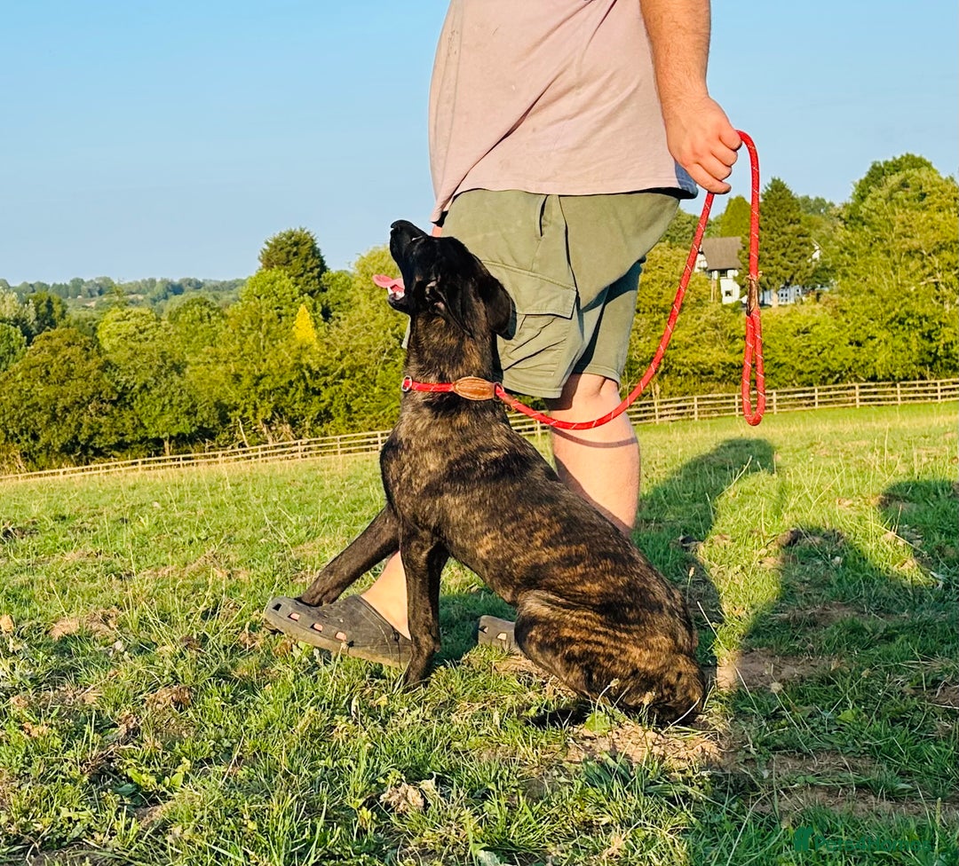 Belgian Shepherd Dog dogs for sale: Belgian Malinois / Dutch Herder  - Image 9