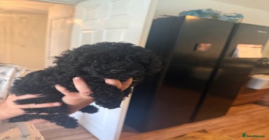Toy Poodle dogs - Advert 16