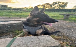 Mixed Breed dogs for sale: 6 month old German Shepherd Cross - Image 2
