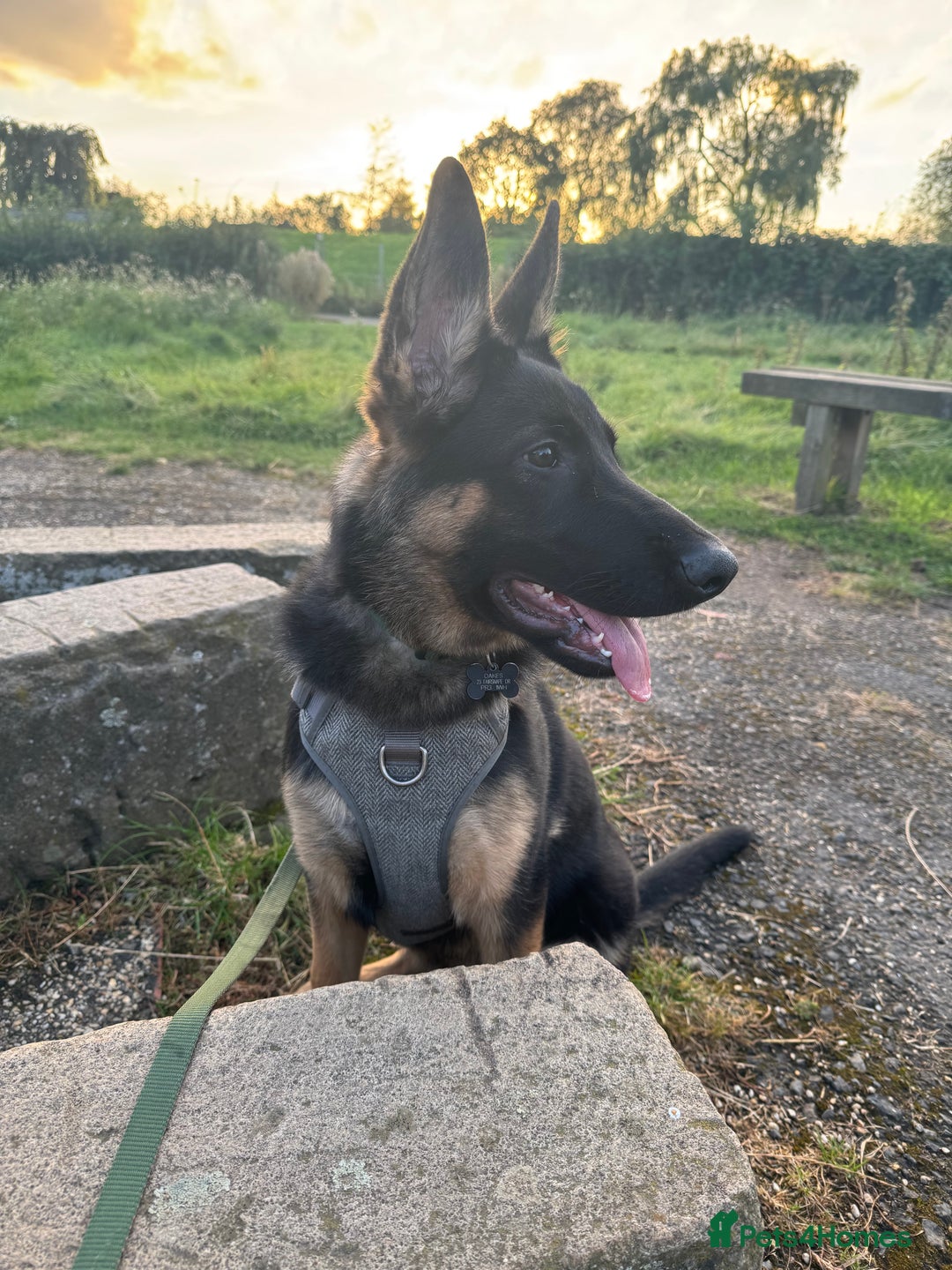 Mixed Breed dogs for sale: 6 month old German Shepherd Cross - Image 2
