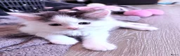 Mixed Breed cats for sale: Kittens Ready Now - Advert 2