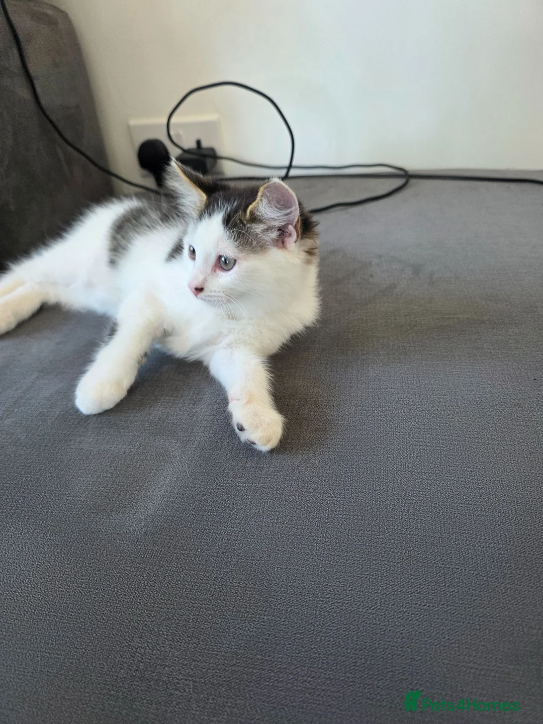 Mixed Breed cats for sale: 1 male kitten - Advert 2