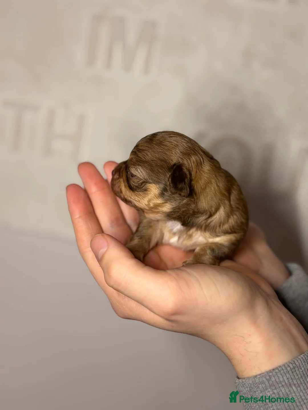 Chihuahua dogs for sale: 😍 Beautiful KC Chihuahua Puppies 😍 - Advert 10