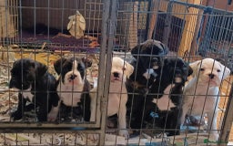 Boxer dogs for sale: Top Quality Boxer Puppies - Image 1