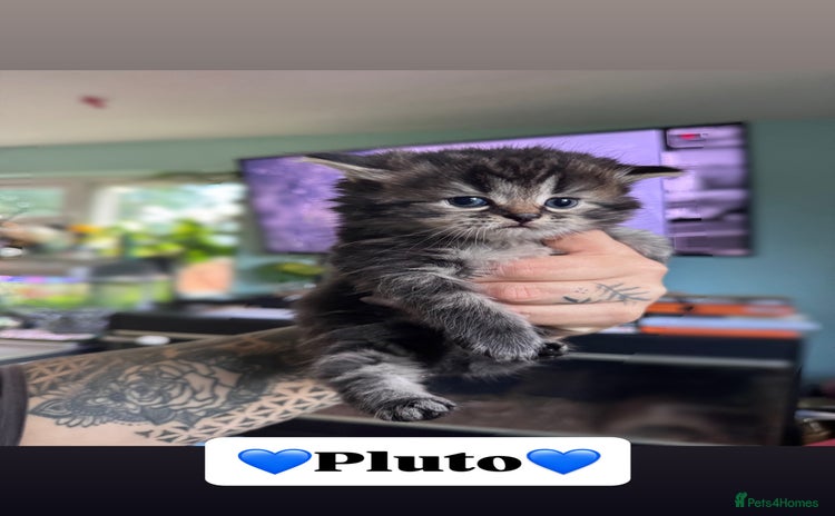 Persian cats - Advert 8