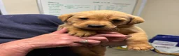 Labrador Retriever dogs for sale: Fox red Labradors  in Sheffield - Advert 3