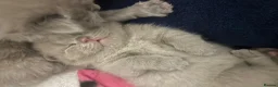 British Shorthair cats for sale: British blue shorthair kittens 3 boys 2 girls in Llanelli - Advert 16