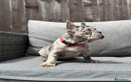 French Bulldog dogs for sale: French Bulldog Puppies–4 Girls & 2 Boys READY NOW  in Walton-on-Thames - Image 16
