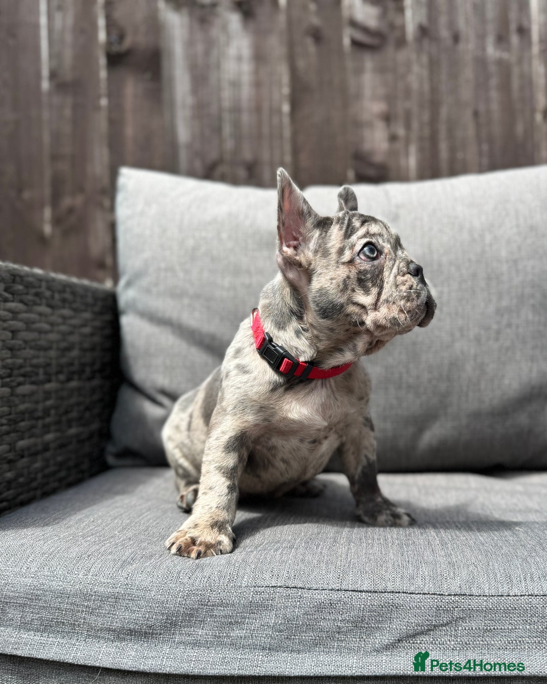 French Bulldog dogs for sale: French Bulldog Puppies–4 Girls & 2 Boys READY NOW  in Walton-on-Thames - Image 16