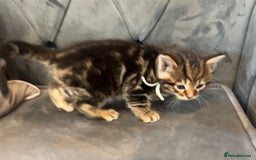 Bengal cats for sale: Stunning litter of Pure Bengals - Image 6