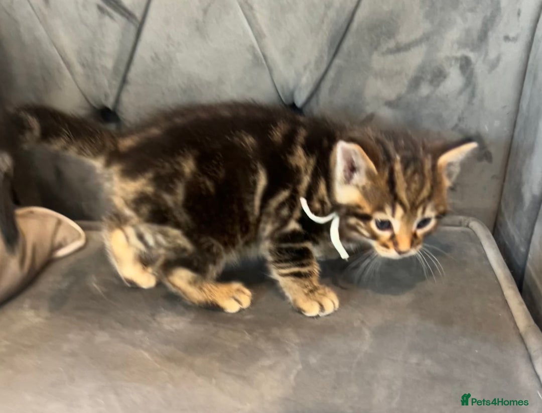 Bengal cats for sale: Stunning litter of Pure Bengals - Image 6