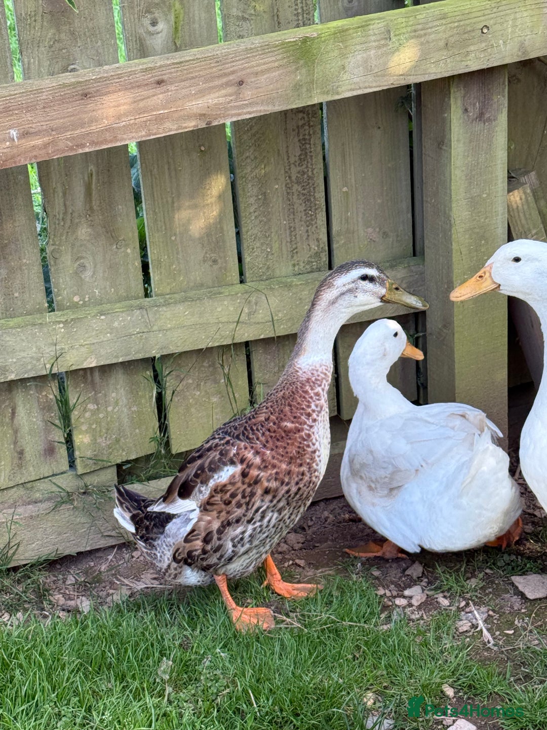 Ducks poultry for sale: Charlie Drake, Indian runner - Image 2