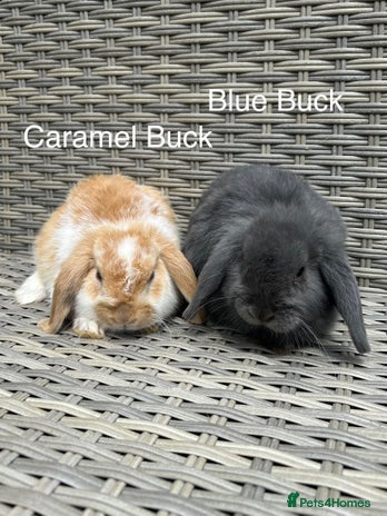 Mini Lop rabbits for sale - Advert 2