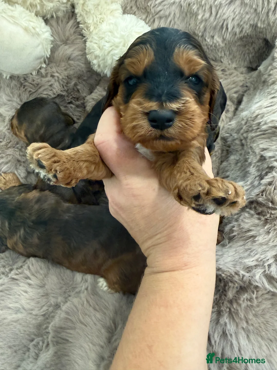 Cockapoo dogs for sale: Beautiful f1 sable pups. Full DNA & health clear. - Advert 22