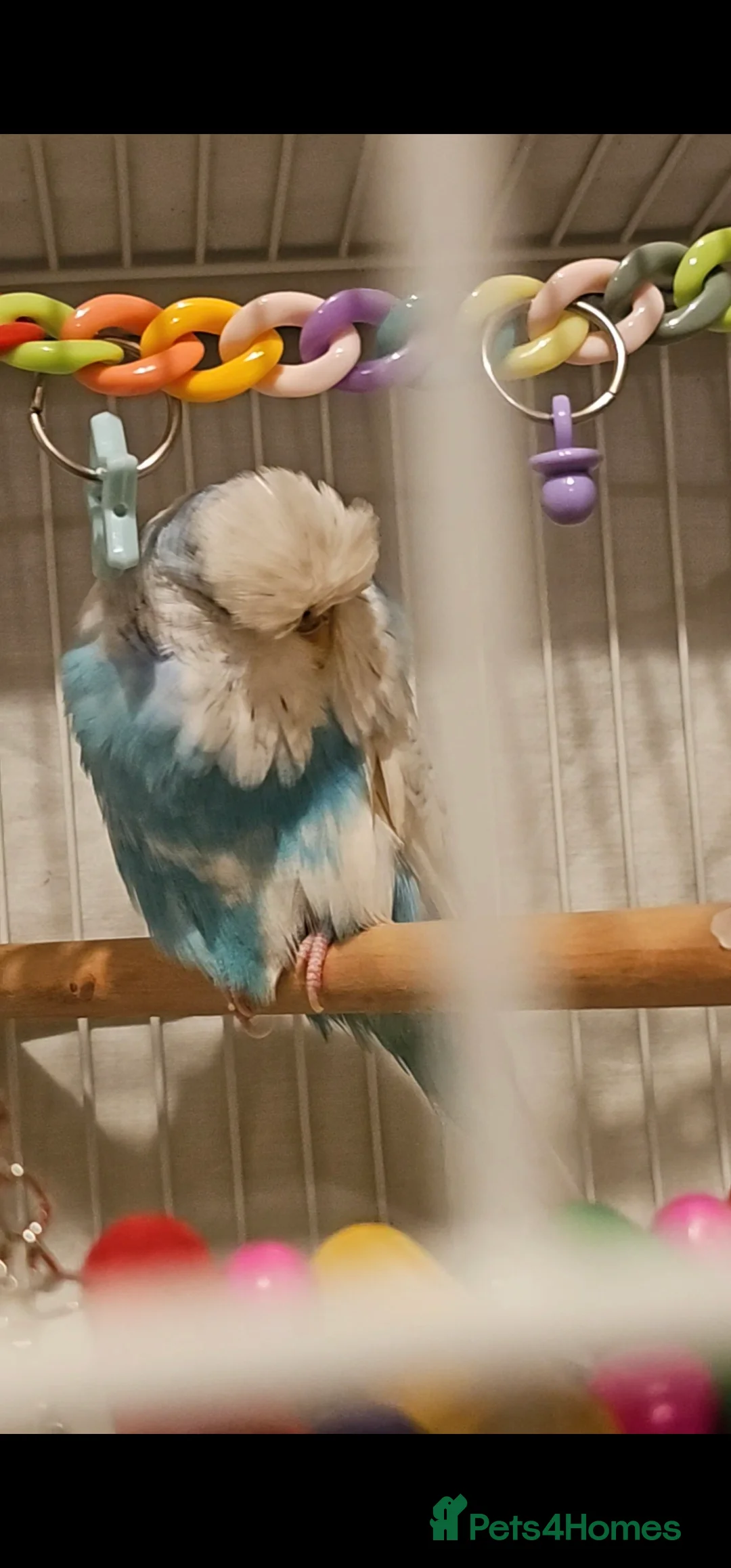 Cockatiels birds for sale: Tamed exhibation budgies - Advert 5