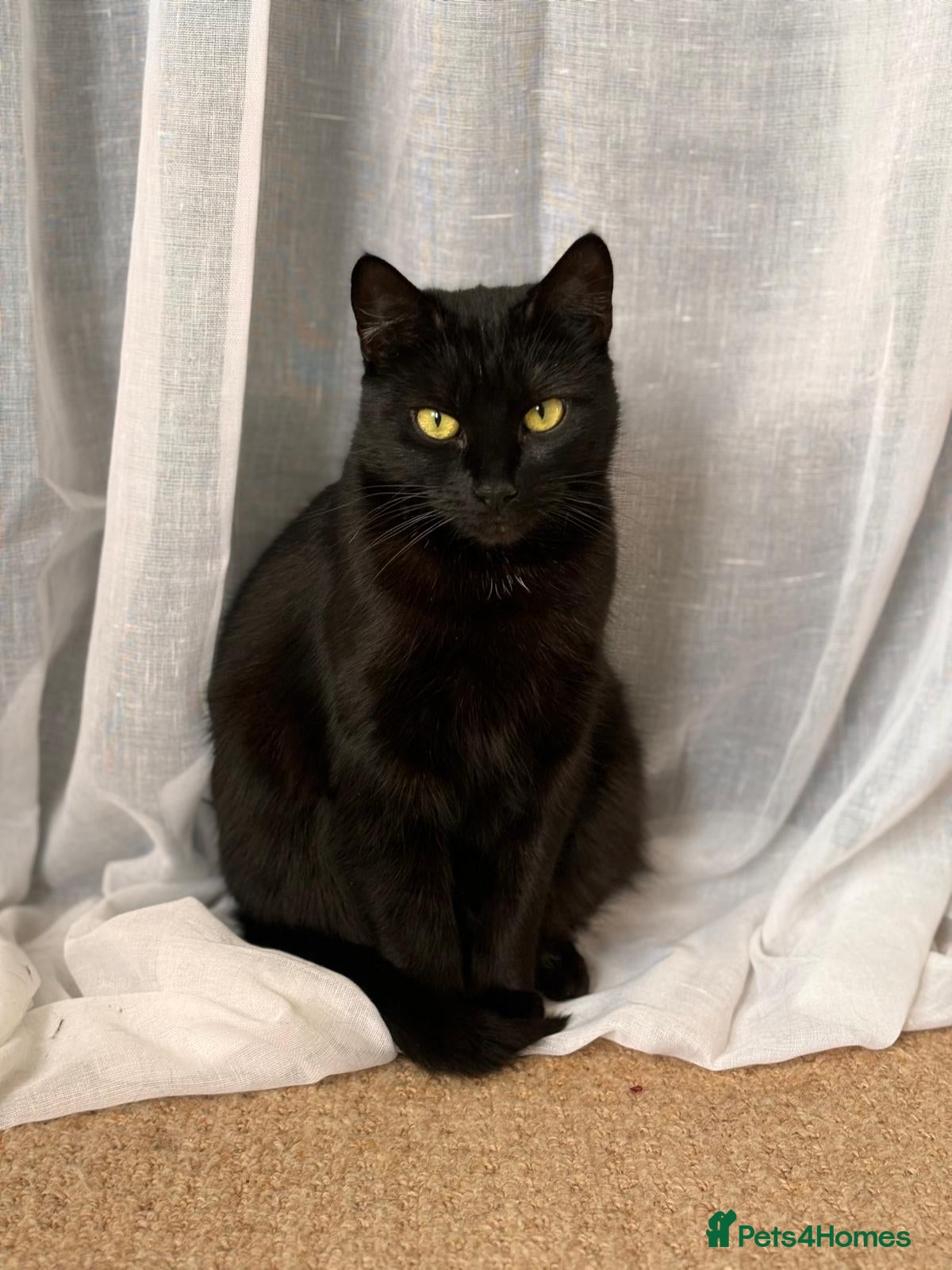 Mixed Breed cats Cats for sale - Advert 2