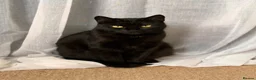 Mixed Breed cats for sale: Cats for sale - Advert 1