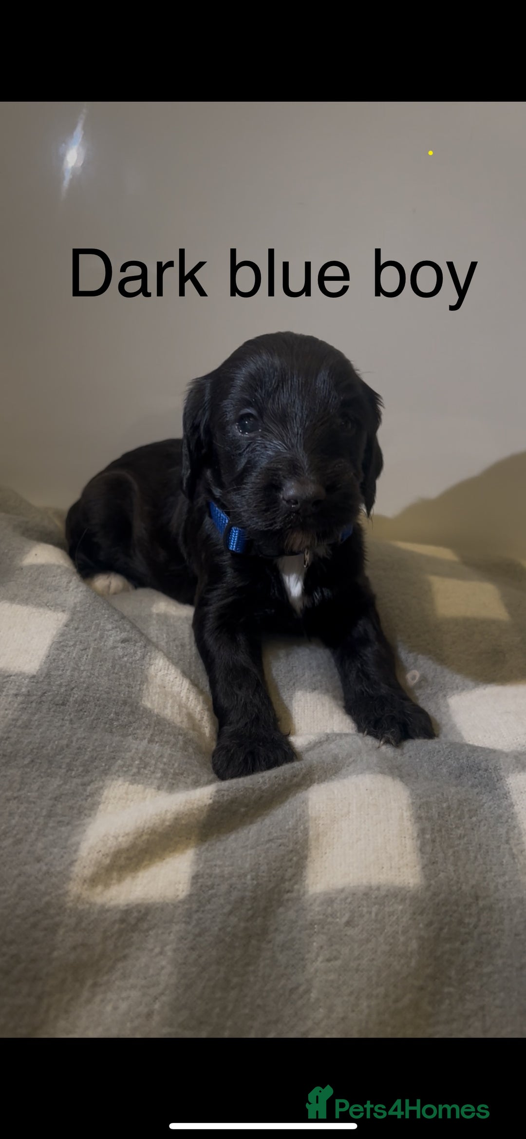 Cockapoo dogs for sale: Cockapoo puppies - Image 24