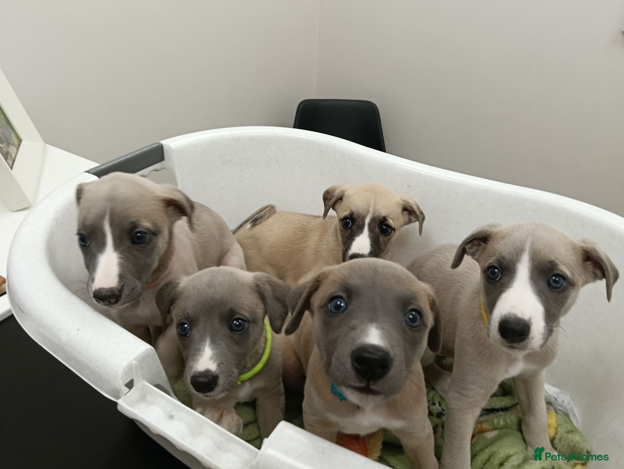 Whippet dogs Stunning KC Whippet Puppies  - Advert 4