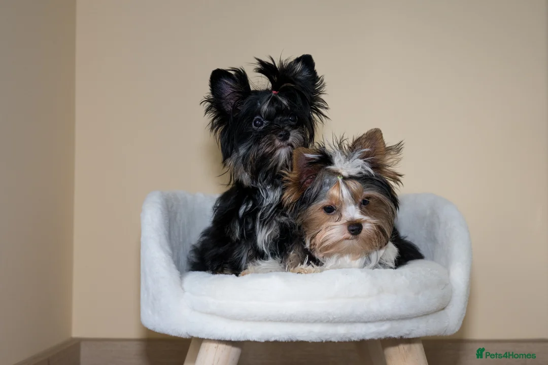 Yorkshire Terrier dogs for sale: Colorful Yorkshire Terrier puppies for sale - Advert 34