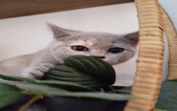 British Shorthair cats for sale: GCCF BSH female- vaccinated, microchipped. - Image 14