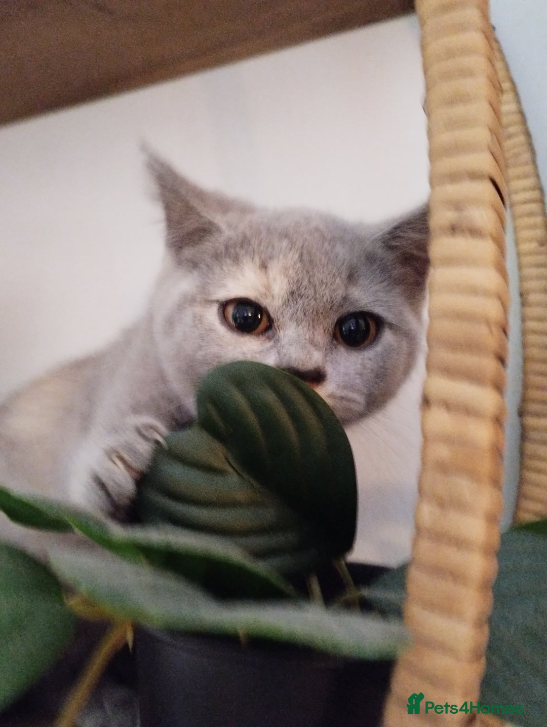British Shorthair cats for sale: GCCF BSH female- vaccinated, microchipped. - Image 14