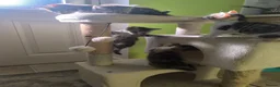 Mixed Breed cats for sale: Gorgeous kittens - Advert 1