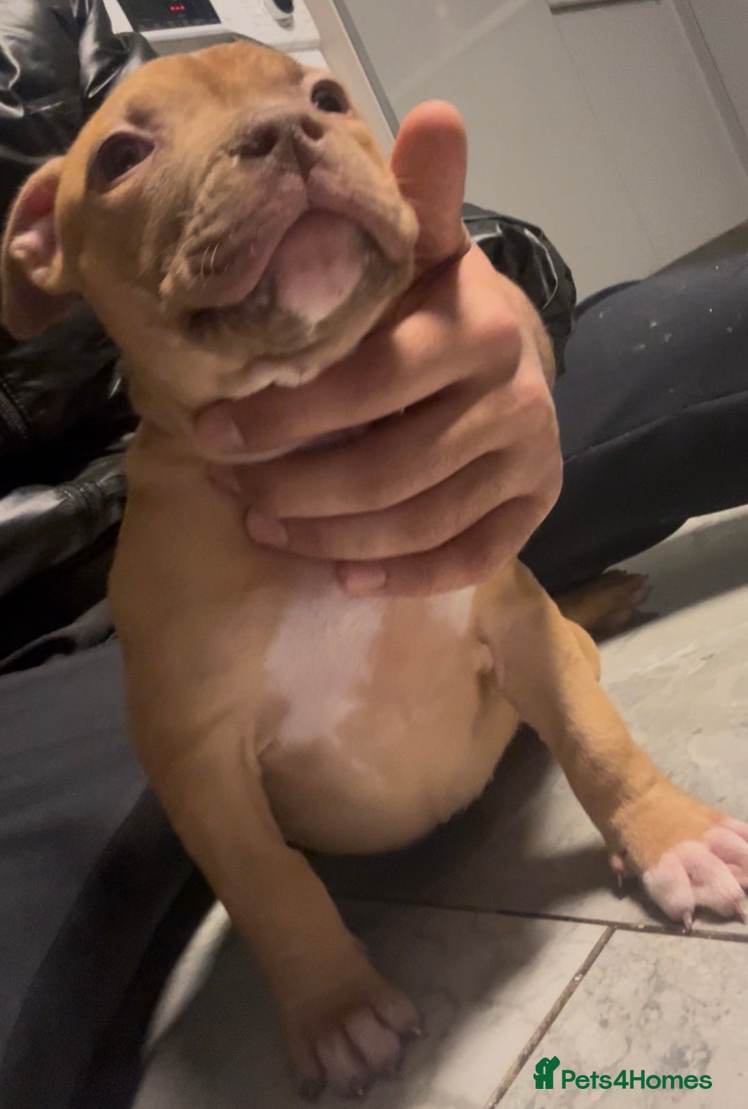 American Bull Staffy dogs for sale: Amazing Girl.  - Advert 2