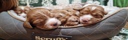 Cocker Spaniel dogs for sale: KC Registered Fox Red Working Cocker Spaniel Pups - Advert 6