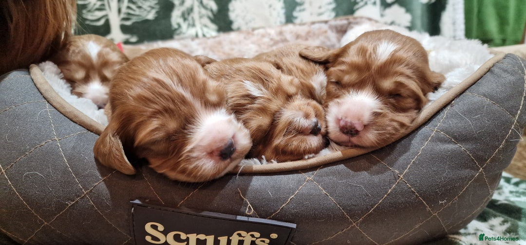 Cocker Spaniel dogs for sale: KC Registered Fox Red Working Cocker Spaniel Pups - Advert 6