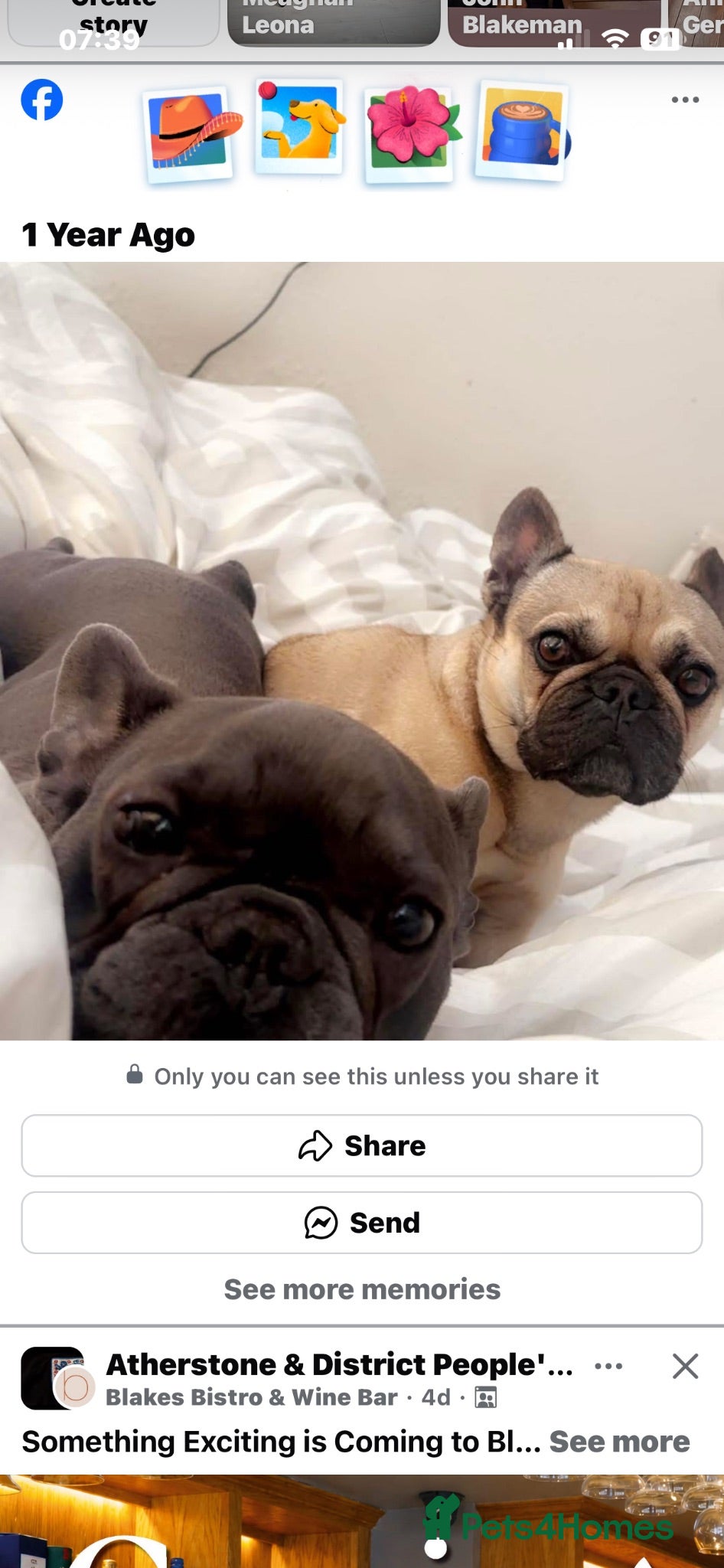 French Bulldog dogs Blue female french bulldog  - Advert 1