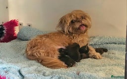 Shih Tzu dogs for sale: Chocolate Imperial Shih Tzu Puppies  - Image 7