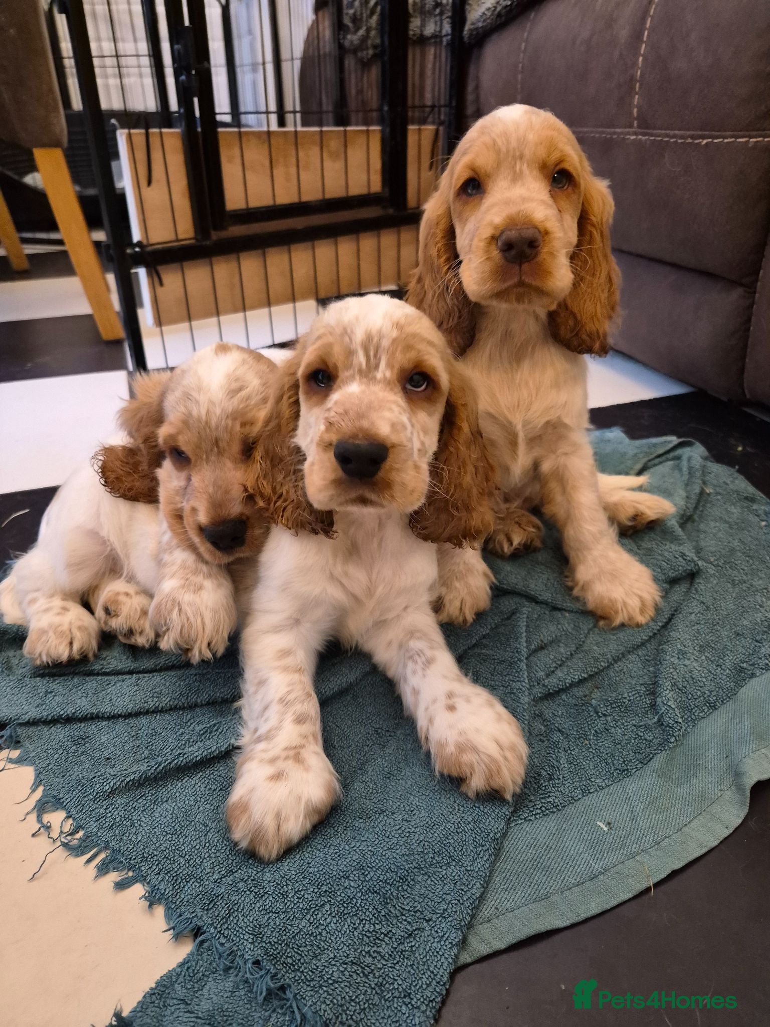 Cocker Spaniel dogs Show Cocker Spaniel - Advert 15
