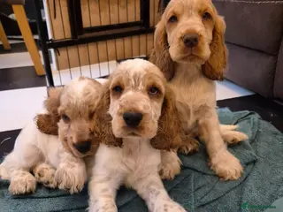 Cocker Spaniel dogs Show Cocker Spaniel - Advert 15