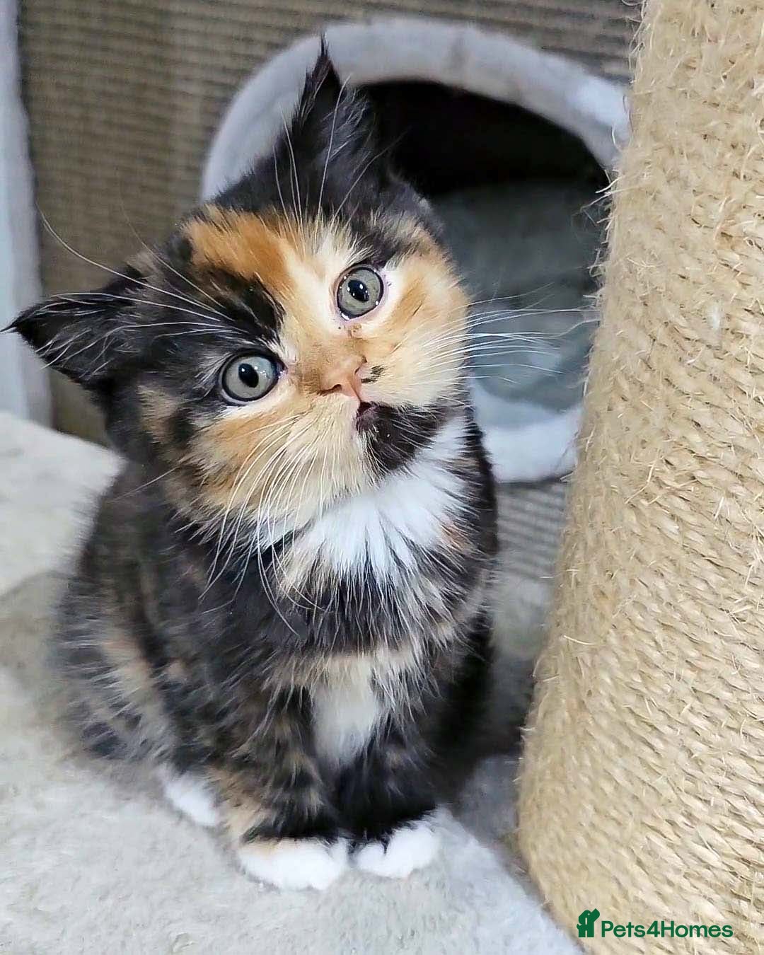 British Shorthair cats for sale: Lovely BSH/BLH Kittens Ready For New Home - Advert 39