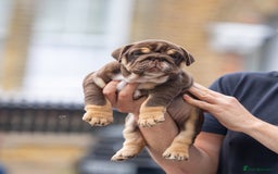 English Bulldog dogs for sale: Top quality English bulldog KC REG - Image 6