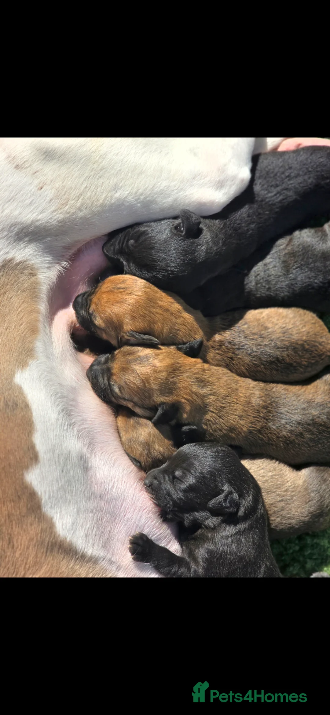 Mixed Breed dogs for sale: Bedlington whippet. First cross.  - Advert 9