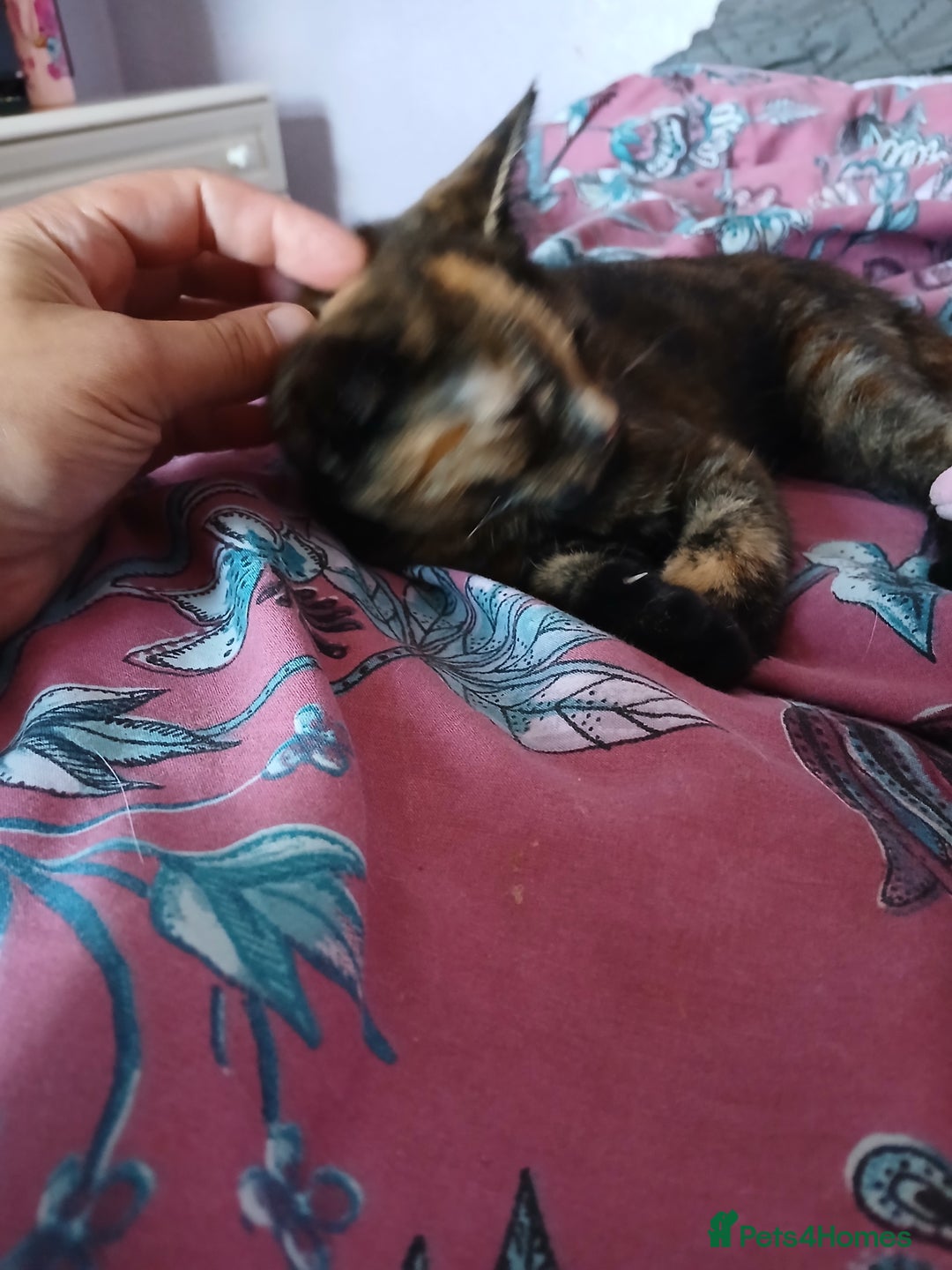 Mixed Breed cats for sale: 2 beautiful female lovely kittens and playfull - Image 2