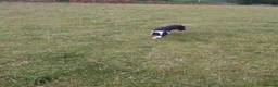 Border Collie dogs for sale: Border collie dogs for sale  in Machynlleth - Advert 3